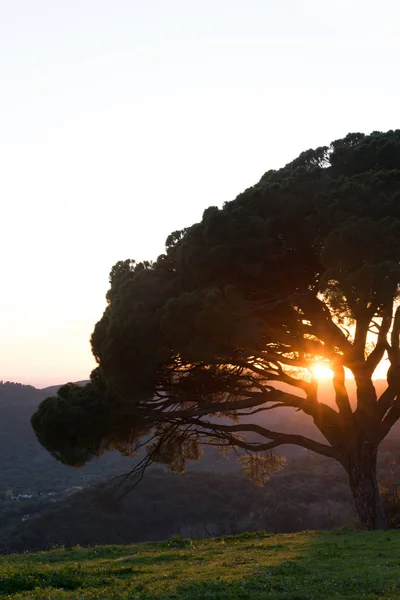 日落在一百周年的松树上 — 图库照片