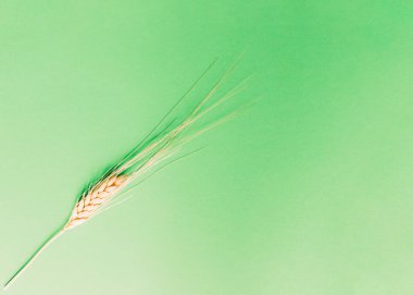 Yeşil arkaplanda kurumuş buğday artışı ve kopya için boşluk