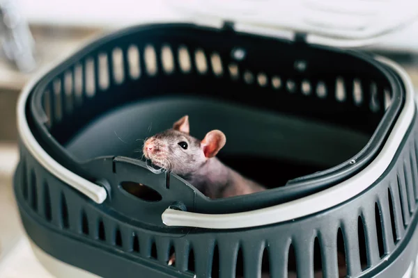 Die Ratte befindet sich in einem Käfig. lugt heraus — Stockfoto