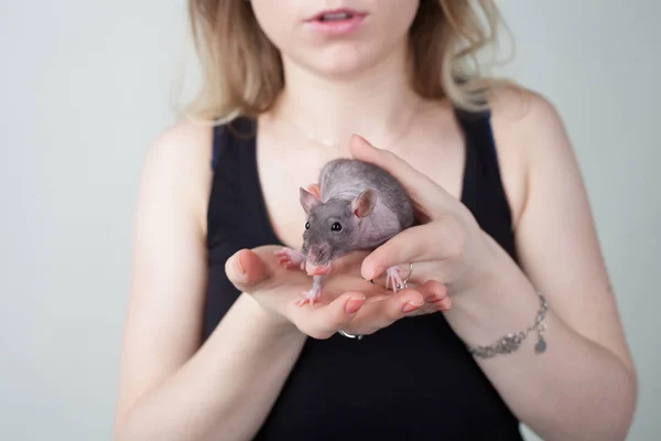 The girl is holding a rat in her hands. The rat looks at the camera — Stock Photo, Image