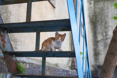 Lesnice üzerinde oturan kedicik ve kameraya doğru görünüyor