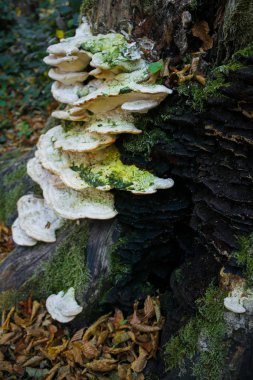 Ağaçtaki mantarlar Açık Ormandaki