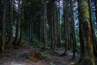Ayder Rize Türkiye 'deki Yeşil Orman