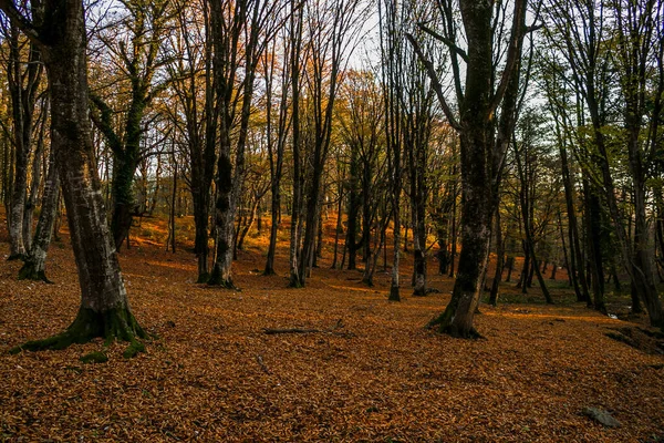 Skogen i Okatse Kanyon Kutaisi Georgia — Stockfoto