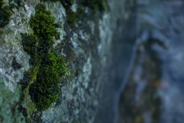 Mossy kő közel a folyóhoz erdő — Stock Fotó