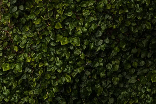 배경을 이루는 작고 어두운 녹색 잎들 — 스톡 사진