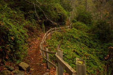 Yol Ağaçları Yeşil Çimen Yaprakları Türkiye Artvin