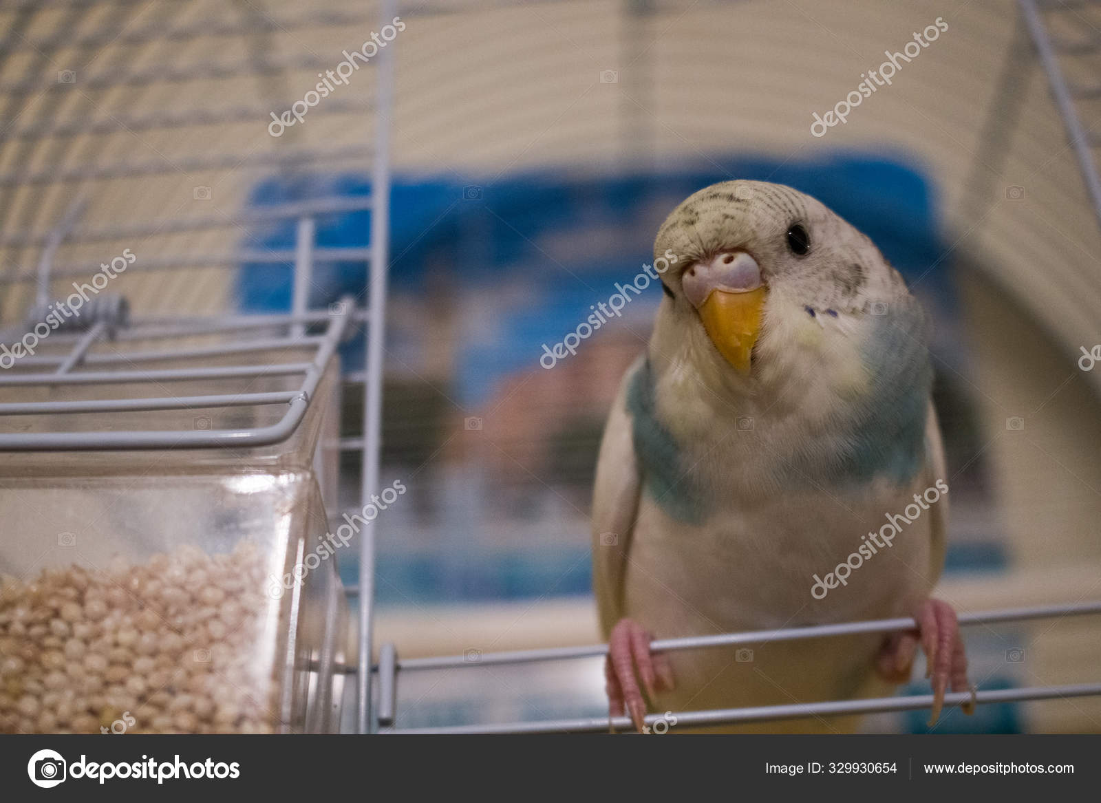 small budgie
