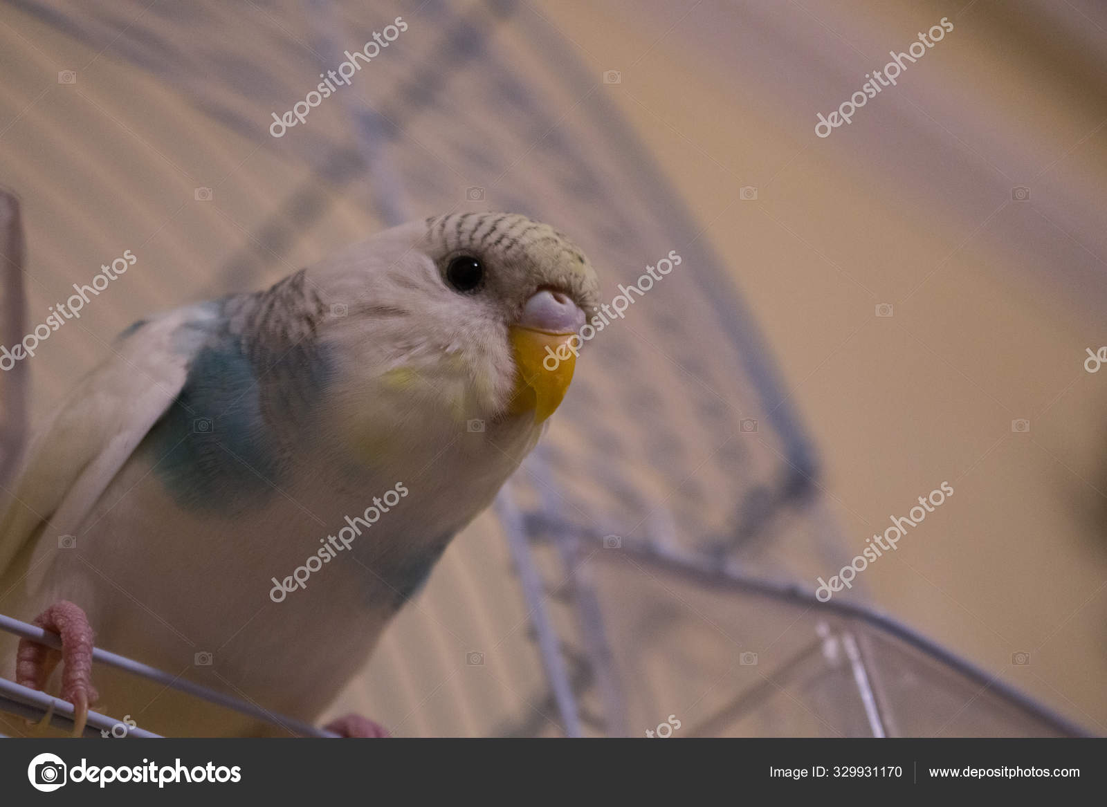 small budgie