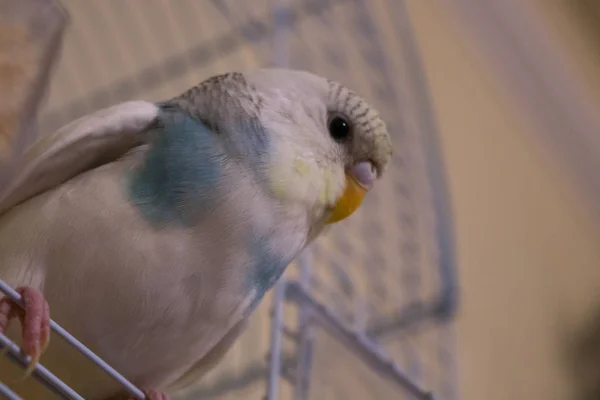 Küçük Mavi Budgie Papağan Oturma Kafesi — Stok fotoğraf