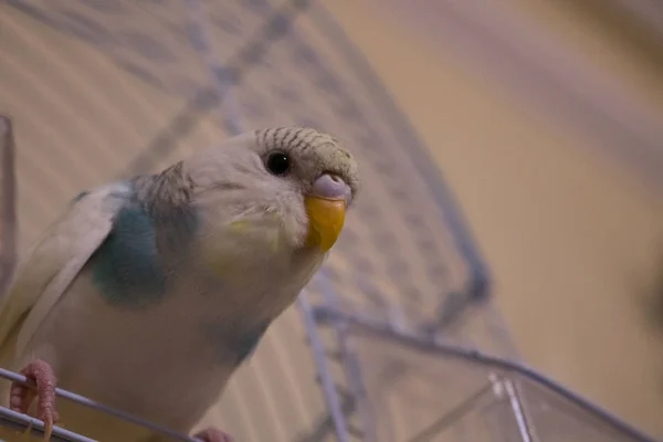 Malý modrý papoušek Budgie sedí v kleci — Stock fotografie