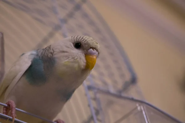 Pequeno azul Budgie papagaio pássaro sentar gaiola — Fotografia de Stock