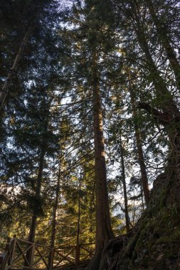 High Trees Altindere Vadisi Ulusal Parkı. Trabzon Türkiye