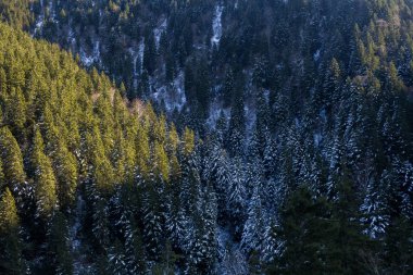 Kış Manzarası Karlı Dağlar Ağaçlar Trabzon Türkiye Karadeniz