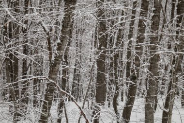 Karlı Orman Kış Zamanı, Bolu, Türkiye. Soğuk arazi