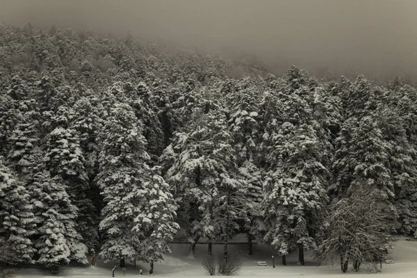 Parco nazionale Bolu Golcuk, giornata invernale innevata. Turchia — Foto Stock