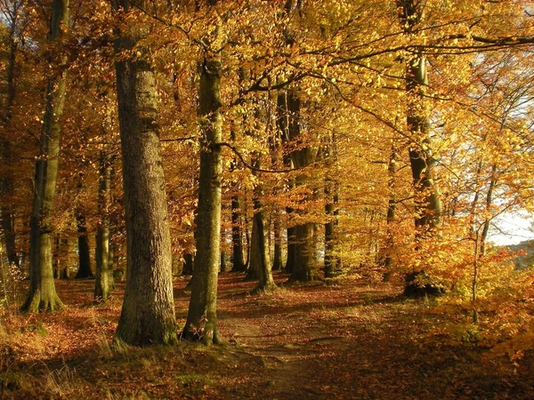 Waldbäume im Herbst — Stockfoto