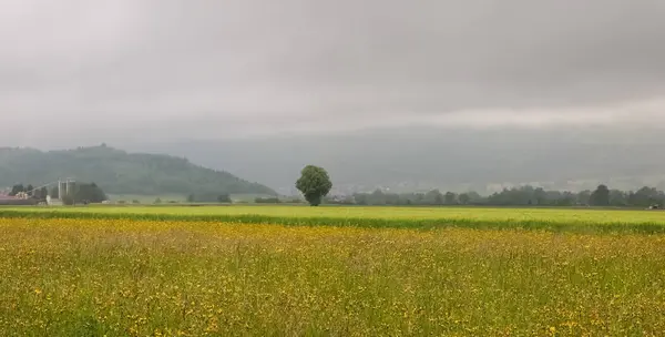 Field And Tree