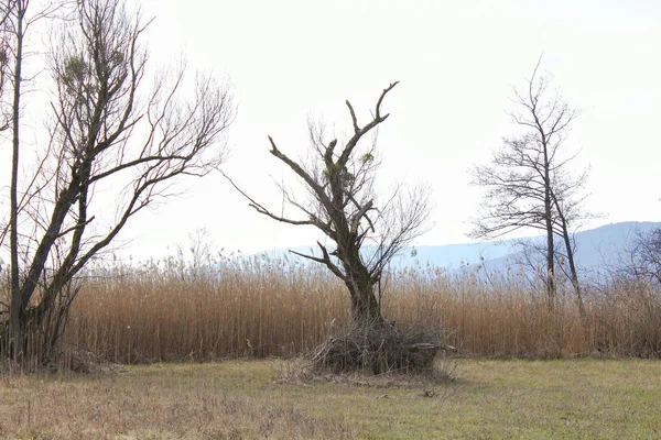 Strom v močálu — Stock fotografie