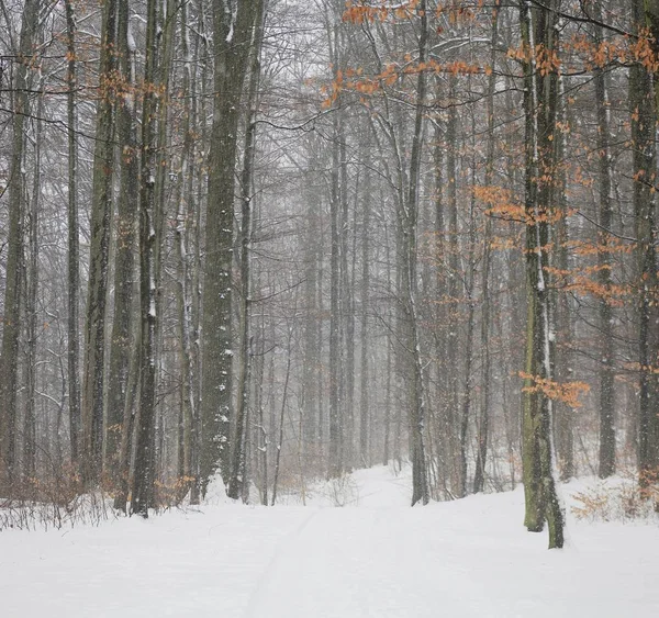 冬季的森林道路 — 图库照片