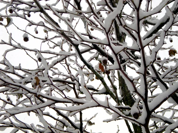 Ветви деревьев зимой — стоковое фото