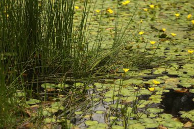 Weed At A Pond