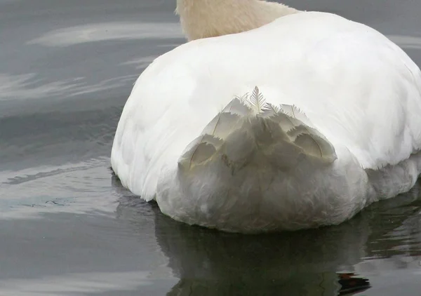 Swan Butt Feathers — Stockfoto