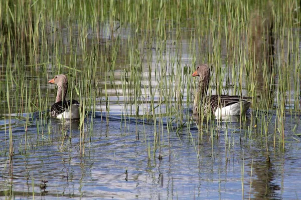 Two Geese On A Pond — Stock Photo, Image