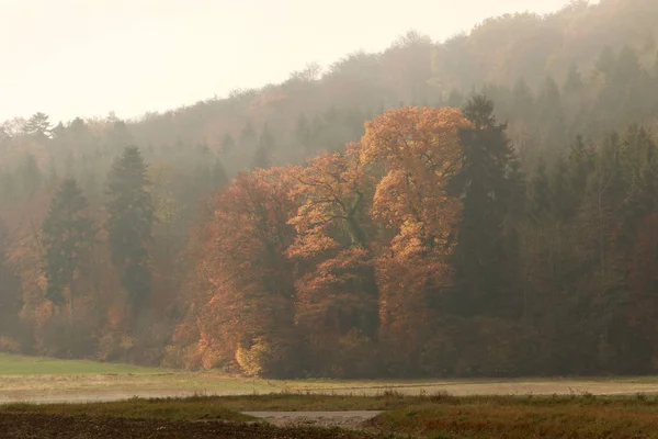 秋の林縁 — ストック写真