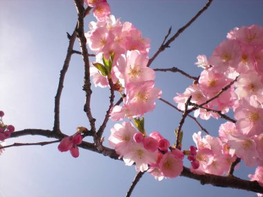 Çiçek açan kiraz çiçeklerine yakın.