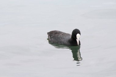 Eurasian Coot Right Before Diving