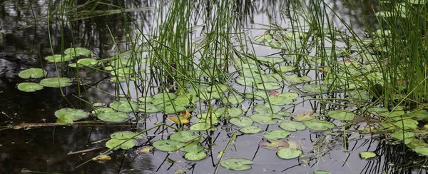 Поверхня ставка з водними рослинами влітку — стокове фото