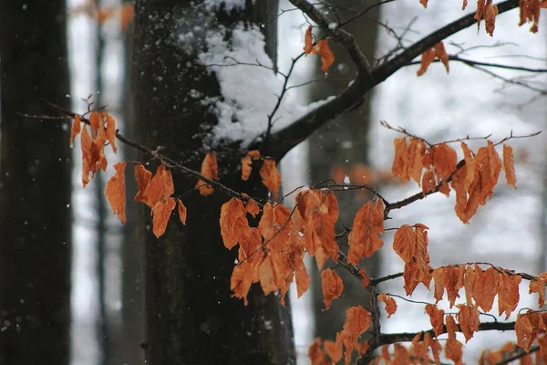 Forest Tree Trunk Detail In Winter — 图库照片