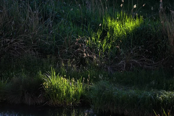 Flussufer — Stockfoto