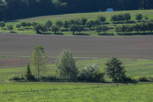 Campo e árvores — Fotografia de Stock