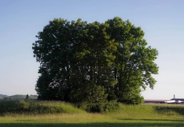 Champ et arbres — Photo