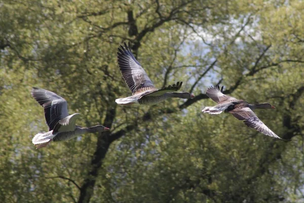Three Flying Geese