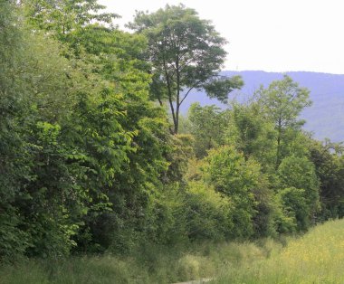 Nehir kıyısındaki yüksek ağaçlar