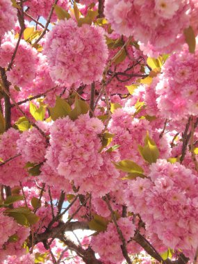 kiraz çiçeği detay