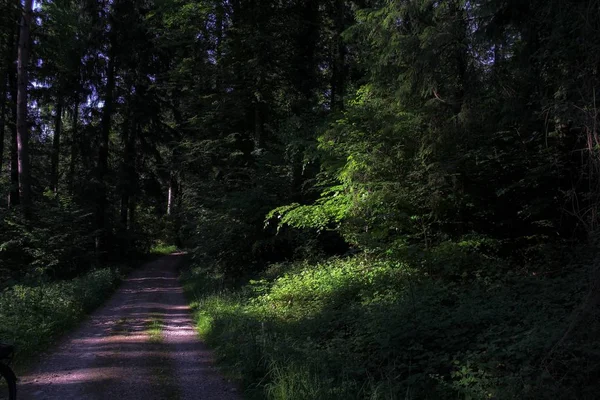 숲도로 — 스톡 사진