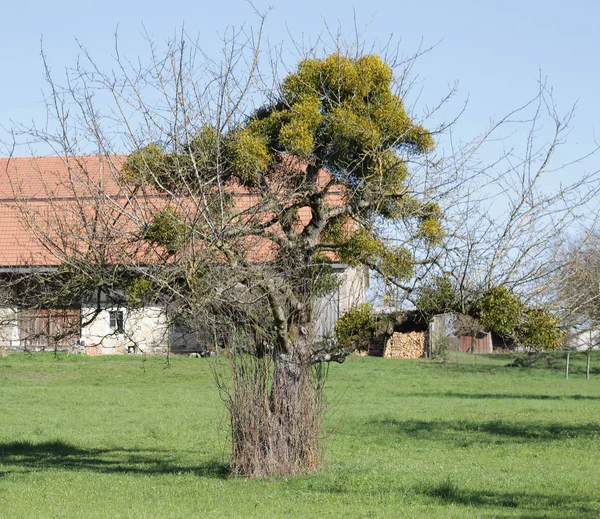 Rural Tree — Stock Photo, Image