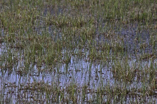 Swamp Grass Detail — Stock Photo, Image