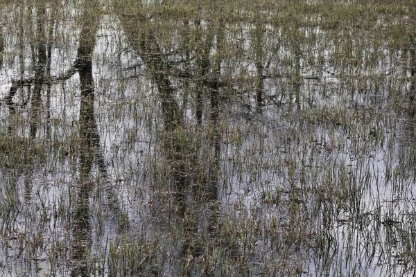 Swamp Pond Reflections — Stock Photo, Image