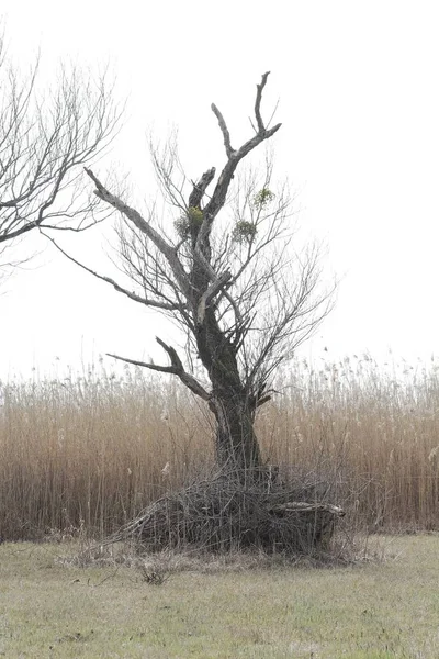 Boom in een moeras — Stockfoto