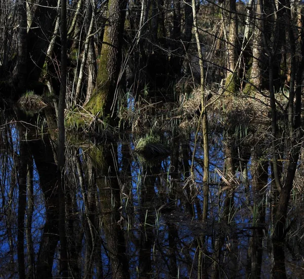 Дерева в болоті — стокове фото