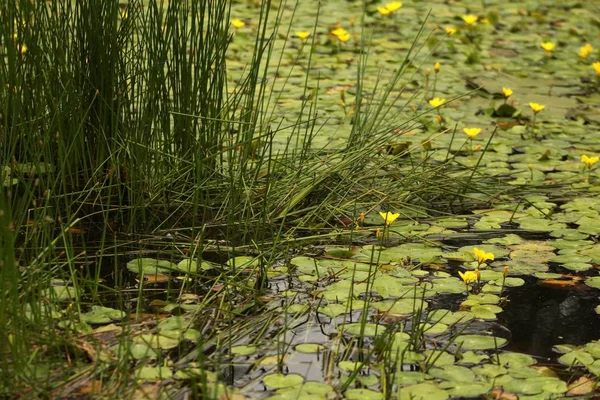 Weed At A Pond — Stock Photo, Image