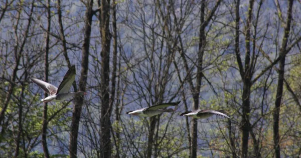 Flygande gäss — Stockfoto