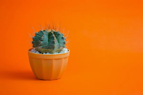 Kaktus v hrnci na oranžové pozadí Stock Obrázky
