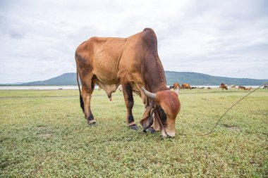 İnek çim sahası, Tayland yemek