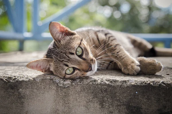 Šedé kotě odpočívá na betonovou podlahu Royalty Free Stock Obrázky